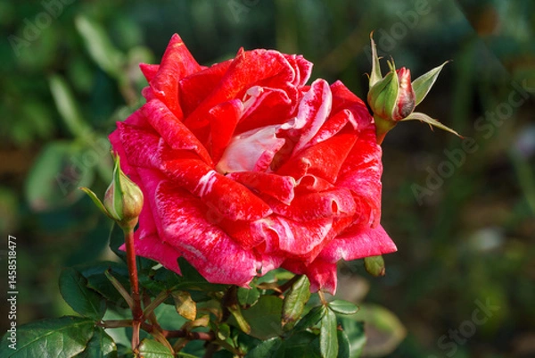 Obraz Luxurious bright red rose with variegated pink stripes on the petals. Close-up against background of blurred greenery