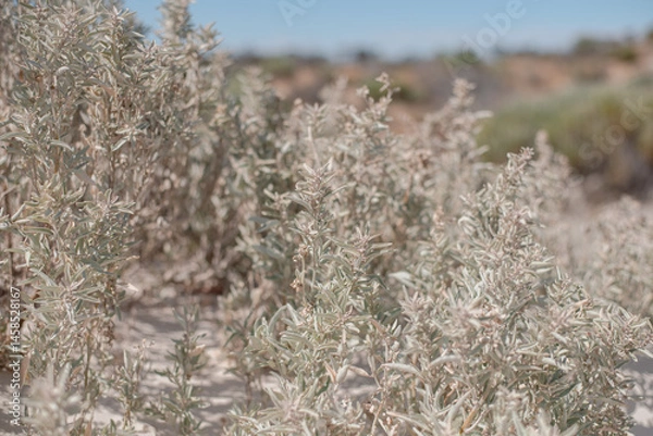 Obraz Wild Rosemary (also called Coastal Daisy Bush, Olearia axillaris) is an extremely hardy native shrub bearing fragrant edible foliage, 
