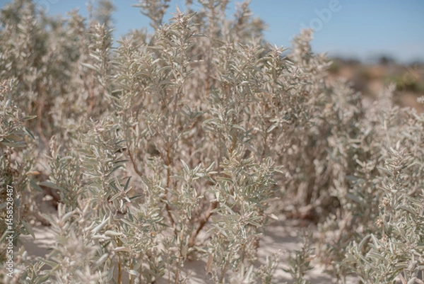 Obraz Wild Rosemary (also called Coastal Daisy Bush, Olearia axillaris) is an extremely hardy native shrub 