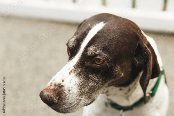 Fototapeta German Shorthaired Pointer