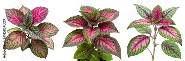 Fototapeta Set of A Leafy Plant With Pink Green And Violet isolated on a transparent background