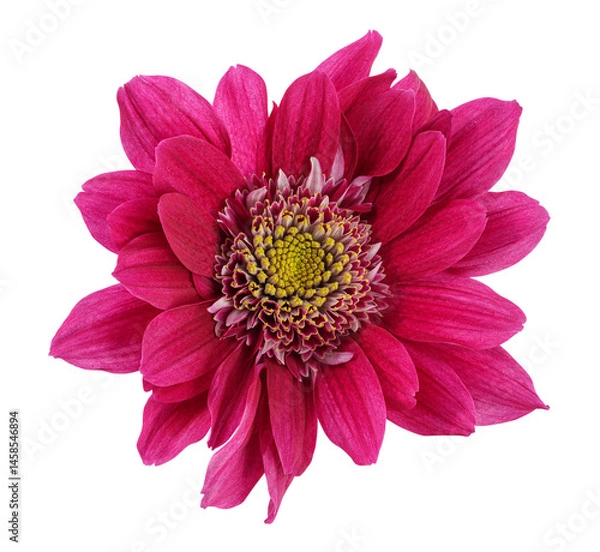 Fototapeta Beautiful red and magenta Chrysanthemen im bloom, cut out.