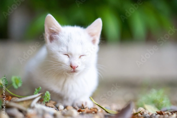 Obraz 春、リラックスする白い仔猫