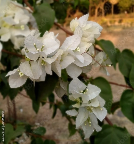 Fototapeta A serene and delicate close-up of a white flower with soft petals and vibrant green leaves. The flower stands out against a gentle, blurred background, capturing the tranquil beauty of nature.
