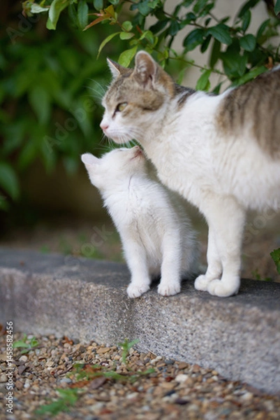 Obraz 春、親猫の近くにいる白い仔猫