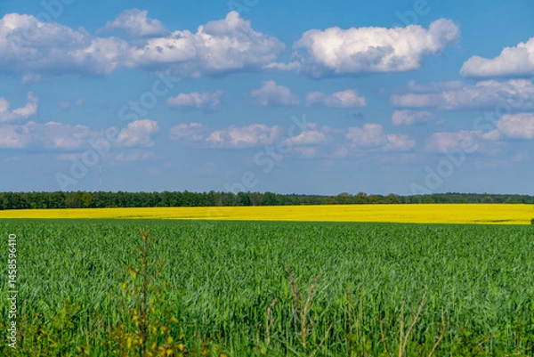 Obraz Idyllic rural landscape featuring a green grain field in the foreground, a vibrant yellow rapeseed field in the middle, and a distant tree line under a sky with fluffy white clouds. A peaceful nature 