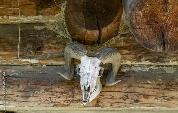 Obraz Ram skull with large, curved horns mounted on a rustic wooden log wall. The image evokes a rural, wild nature atmosphere with strong references to traditional hunting, countryside heritage, and primit