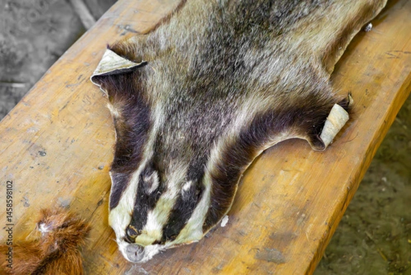 Fototapeta tanned badger hide laid out on a wooden table. A naturalistic scene referencing hunting traditions, craftsmanship, leather processing, and ethnography. Ideal for use in thematic publications, educatio