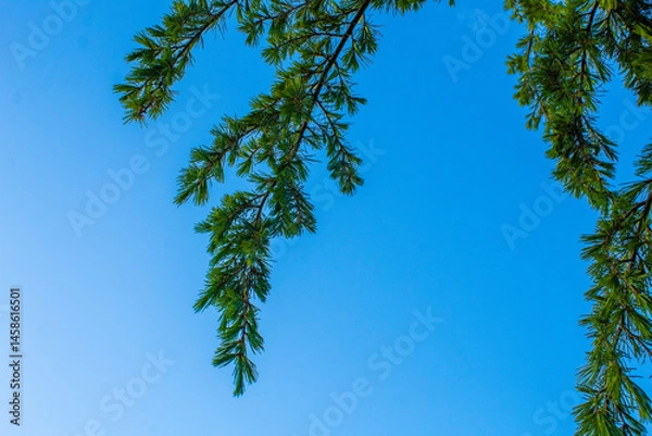 Obraz branch of coniferous tree against blue sky, beautiful bright blue color background