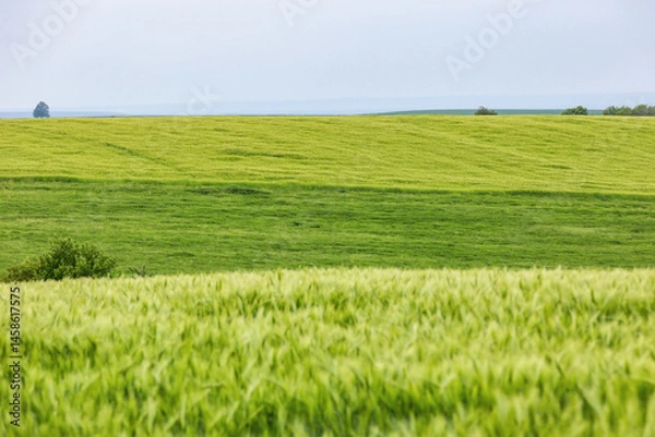 Fototapeta Whispers of Wheat,Nature’s Canvas in Blue and Green