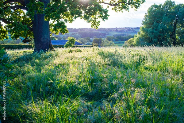 Obraz sunset in the forest and field