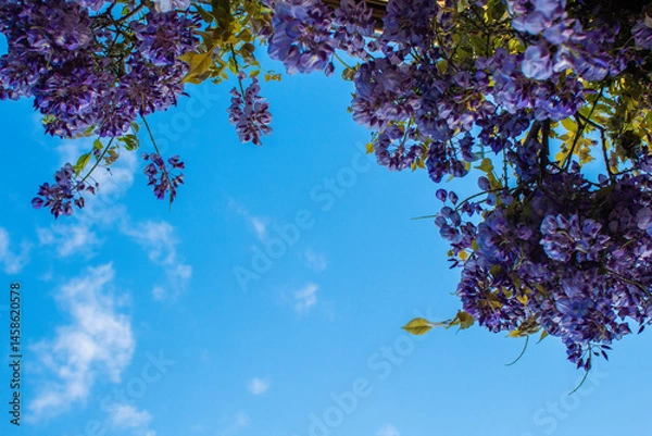 Obraz lilac wisteria branch with blue sky