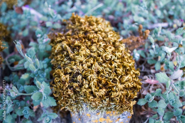 Obraz moss on the rocks with green plants