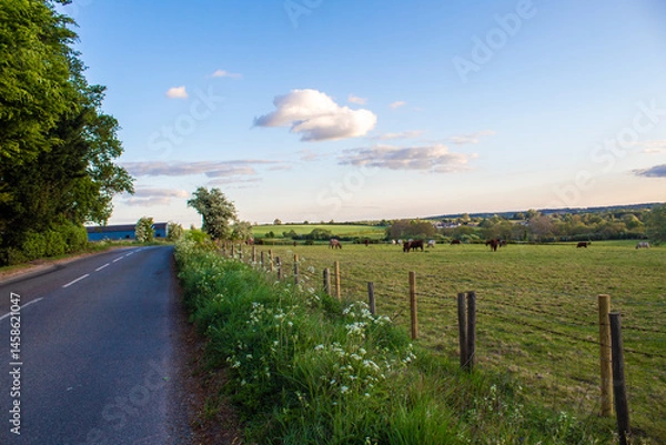 Obraz country road in the countryside, sky and cows grazing in the field