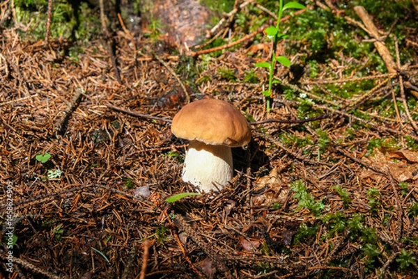 Fototapeta A porcini mushroom with a drop of water on its cap grows on the forest floor.