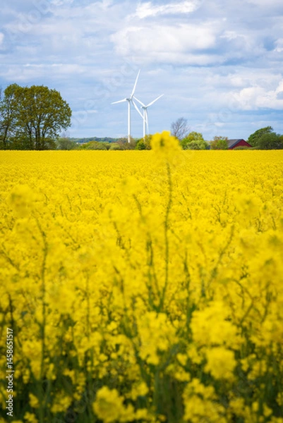 Obraz Wind turbines in a canola field on the Swedish countryside in Skane, Sweden