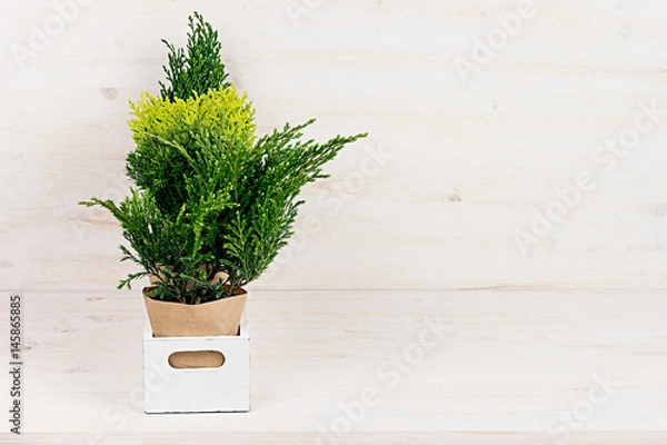 Fototapeta White modern minimalistic interior with young green plants in  box with copy space on beige wood table.