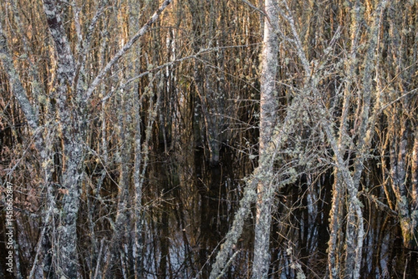 Fototapeta Abstract pattern of a tangle of logs emerging from a lagoon