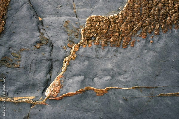 Fototapeta Filigrees of golden pyrite on the dark slate of a cliff