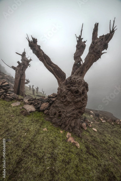 Fototapeta Fossilized chestnut tree trunks emerge from the bottom of the reservoir
