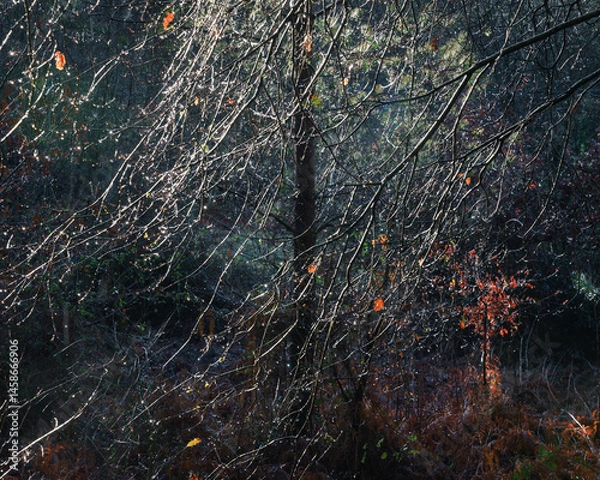 Fototapeta Natural abstract pattern formed by a network of twigs filled with raindrops