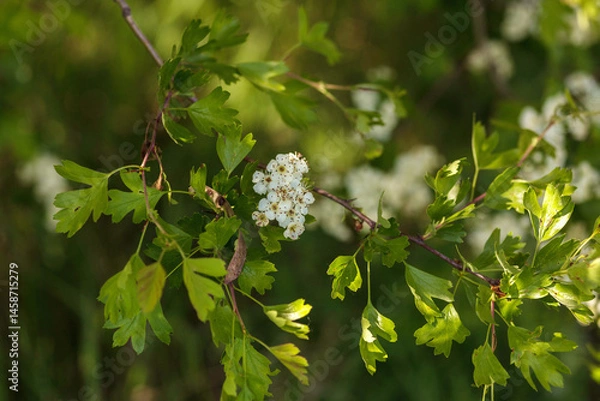 Obraz blooming apple tree