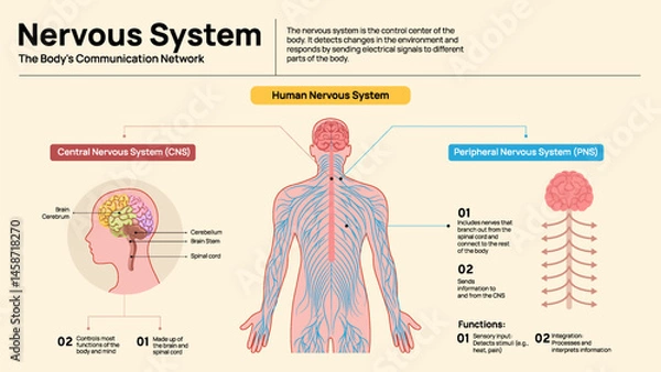 Obraz Human Nervous System Diagram – Central and Peripheral System Explained
