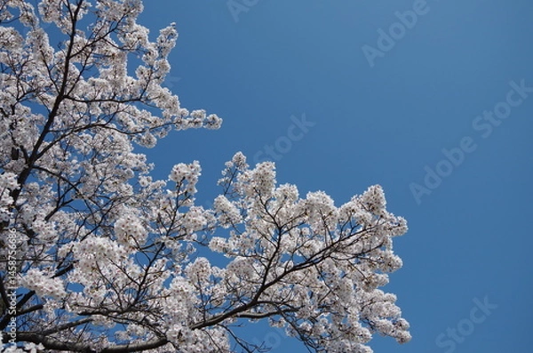 Obraz 桜と青空
