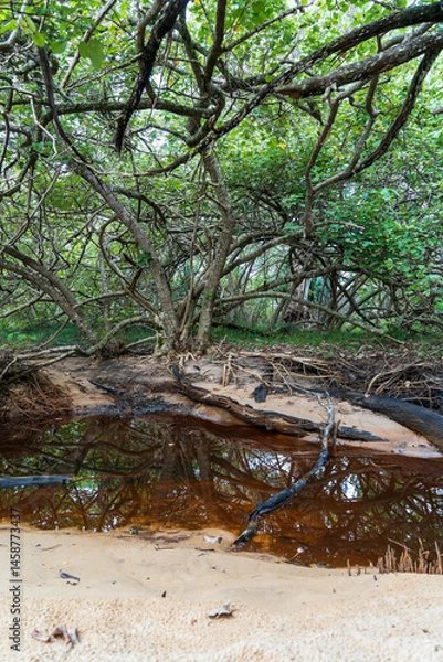 Fototapeta Beach cotton trees reflected in the still water of a beach- side creek. Morwong Beach, Coochiemudlo Island, Queensland, Australia