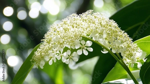 Obraz Delicate white flowers cluster on a branch.  Close-up view of blossoms in sunlight
