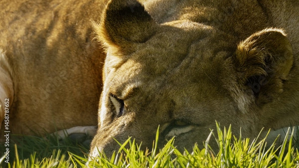 Fototapeta An extreme close-up, macro headshot of a lioness, laying down and relaxing on the grassy ground in the sunshine. She keeps her eyes  open to check for danger. Full property release for commercial use.