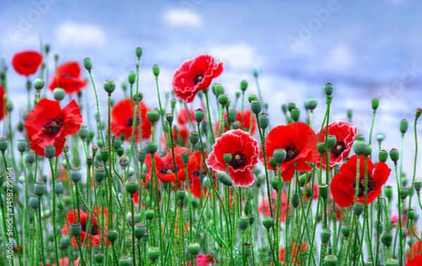 Fototapeta Flowers red poppies ( Papaver rhoeas, corn poppy, corn rose, field poppy, red weed, coquelicot ) on field on a background blue sky with clouds