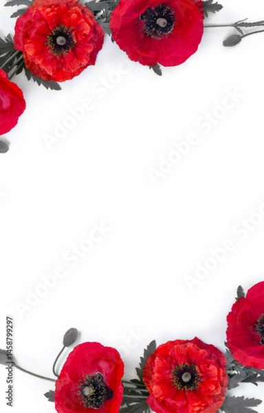 Fototapeta Flowers red poppies ( corn poppy, corn rose, field poppy ) on a white background with space for text. Top view, flat lay
