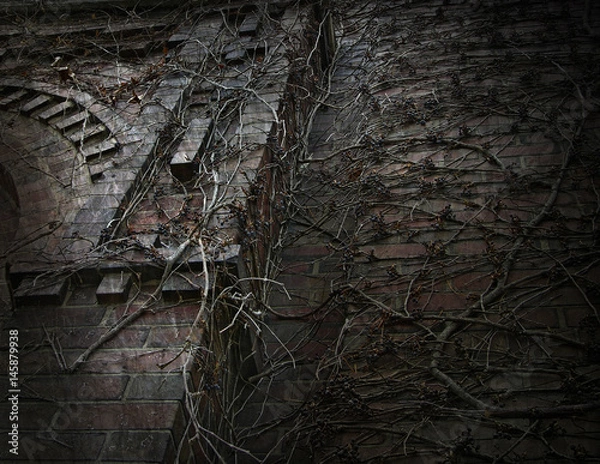 Obraz Dark Gothic Vine Covered Wall