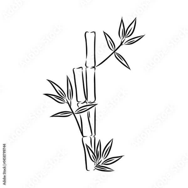 Fototapeta Sketch of the bamboo. Traditional style. bamboo, vector