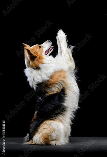 Obraz tricolor border collie on black background