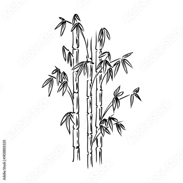Fototapeta Sketch of the bamboo. Traditional style. bamboo, vector
