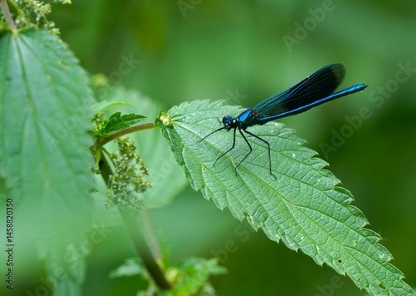 Obraz Banded Demoiselle on a stinging nettle