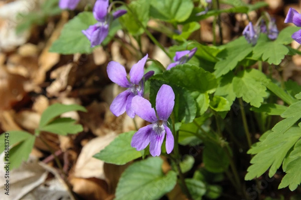 Fototapeta fresh springtime plants