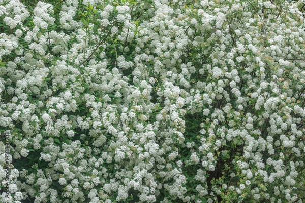 Obraz Blossoming white flowers in the garden.