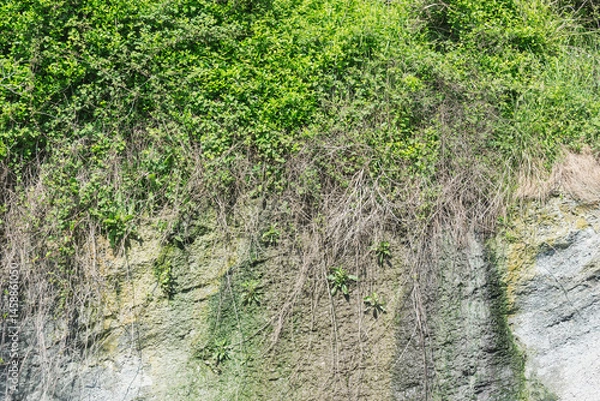 Obraz Branches on the grey rock background.