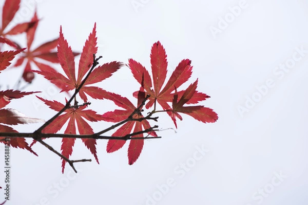 Obraz Chinese Maple