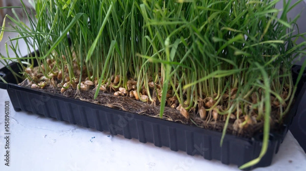 Obraz Green grass growing from seeds in a plastic box close-up