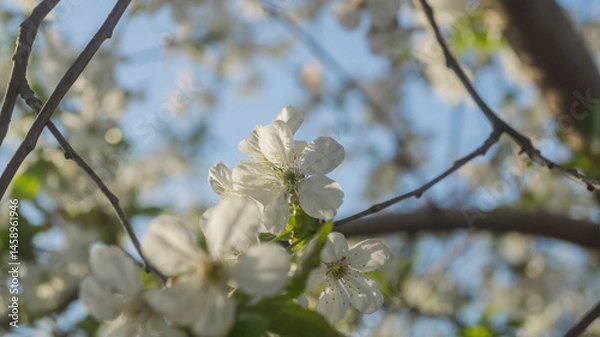 Obraz White blossom on a tree branch against a blue sky