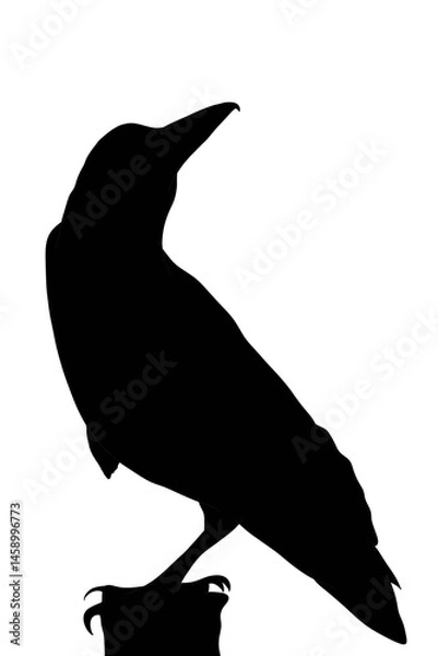 Obraz Minimalist raven perched in silence — great for book covers, poetry illustrations, or moody nature scenes
