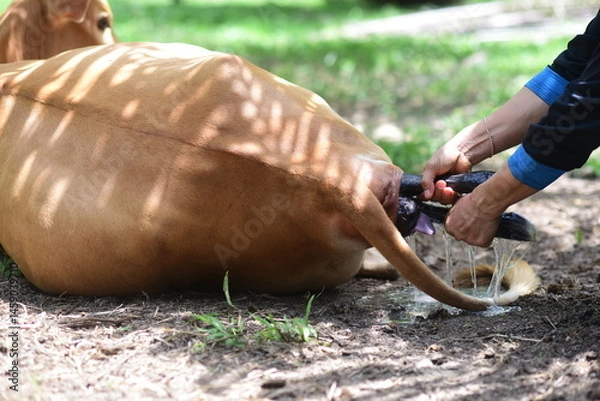 Obraz Close-up a veterinarian pulls a calf's leg out of the birth canal of a cow in labor to help her give birth more easily. Cow breeding on a livestock farm.