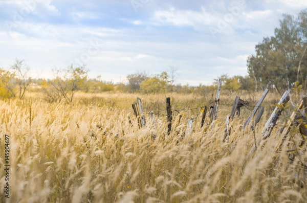 Fototapeta Field with ears and old broken wooden fence