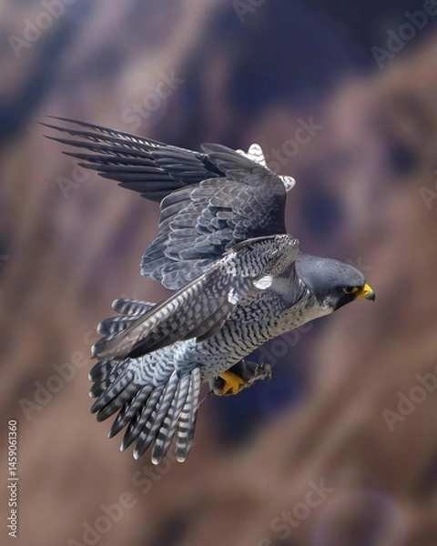 Obraz A stunning shot capturing the incredible agility and speed of a peregrine falcon (Falco peregrinus) in mid-flight.