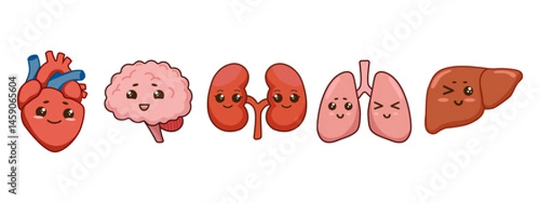 Obraz Human organs set with heart, brain, kidneys, lungs, and liver with cute smiling faces in kawaii style. Icons, stickers, prints,educational materials, anatomy posters, medical and healthcare. Vector