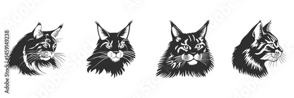 Obraz Maine Coon Cat Silhouette Set. Feline Elegance And Distinctive Features Isolated Vector Illustration Collection